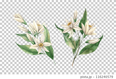 Set of delicate lemon flowers with green leaves. Botanical floral isolated watercolor set in realistic style. The composition is drawn for interior, cards, wedding design, invitations, textiles Set of delicate lemon flowers with green leaves. Botanical floral isolated watercolor set in realistic style. The composition is drawn for interior, cards, wedding design, invitations, textiles 116240579