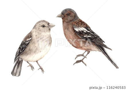 Set of realistic brown birds - finches. Isolated watercolor set in realistic style. Composition for interior, cards, wedding design, invitations, textiles, stickers, ceramics, corporate identity Set of realistic brown birds - finches. Isolated watercolor set in realistic style. Composition for interior, cards, wedding design, invitations, textiles, stickers, ceramics, corporate identity 116240583