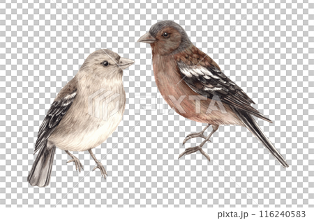Set of realistic brown birds - finches. Isolated watercolor set in realistic style. Composition for interior, cards, wedding design, invitations, textiles, stickers, ceramics, corporate identity Set of realistic brown birds - finches. Isolated watercolor set in realistic style. Composition for interior, cards, wedding design, invitations, textiles, stickers, ceramics, corporate identity 116240583