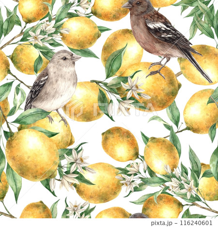 Seamless pattern of yellow lemon branches, leaves and flowers with sitting birds on a white background. Watercolor drawing in realistic style. Pattern for interior, cards, wedding design, textiles. 116240601