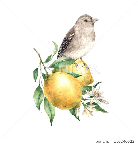 Yellow lemon with green leaves and flowers, brown realistic bird. Isolated watercolor illustration in vintage style. Handmade composition for interior, cards, wedding design, invitations, textiles 116240622