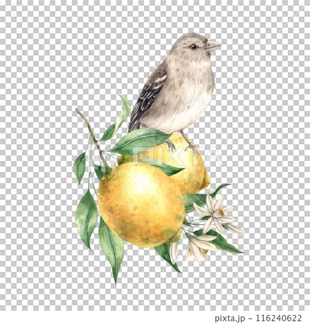 Yellow lemon with green leaves and flowers, brown realistic bird. Isolated watercolor illustration in vintage style. Handmade composition for interior, cards, wedding design, invitations, textiles 116240622