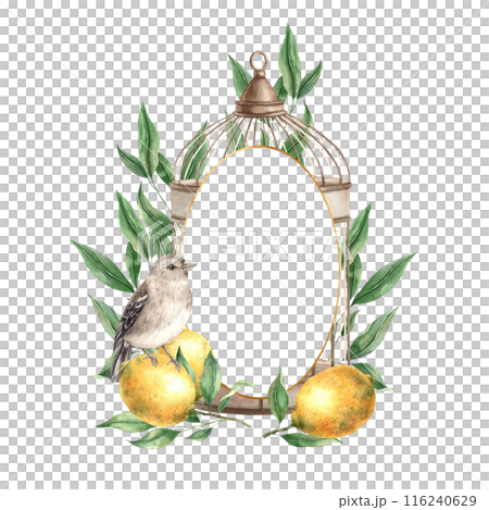 Frame in the form of a bronze cage with yellow lemons, green leaves, branches and a realistic bird. Vintage watercolor composition for decoration of cards, wedding design, invitations, packaging Frame in the form of a bronze cage with yellow lemons, green leaves, branches and a realistic bird. Vintage watercolor composition for decoration of cards, wedding design, invitations, packaging 116240629