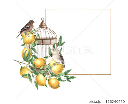 Bronze cage with a branch of yellow lemons with green leaves and realistic birds. Watercolor gold frame in vintage style. Drawn for decoration of cards, wedding design, invitations, packaging Bronze cage with a branch of yellow lemons with green leaves and realistic birds. Watercolor gold frame in vintage style. Drawn for decoration of cards, wedding design, invitations, packaging 116240630