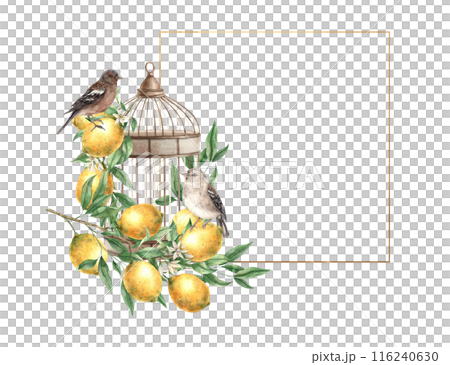 Bronze cage with a branch of yellow lemons with green leaves and realistic birds. Watercolor gold frame in vintage style. Drawn for decoration of cards, wedding design, invitations, packaging Bronze cage with a branch of yellow lemons with green leaves and realistic birds. Watercolor gold frame in vintage style. Drawn for decoration of cards, wedding design, invitations, packaging 116240630