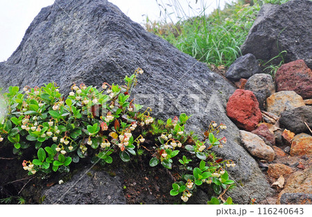 北海道　大雪山縦走　姿見の池探勝路の岩間に咲くシラタマノキ 116240643