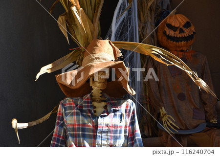 Halloween scarecrow in a corn field, closeup of photo. Halloween decoration in New York City Halloween scarecrow in a corn field, closeup of photo. Halloween decoration in New York City 116240704
