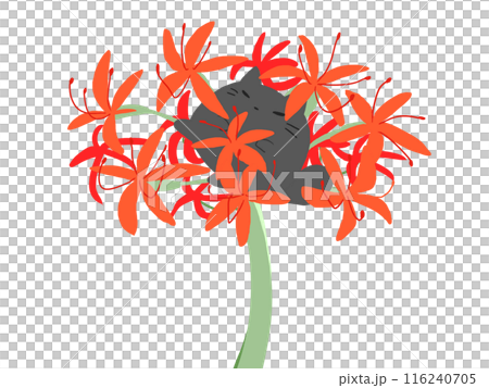 Red spider lily cat 116240705