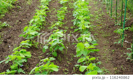 豆畑 豆畑 116240862
