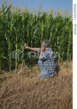Agricultural scene, farmer examining green corn field 116240898