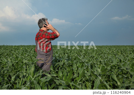 Agricultural scene, farmer in corn field Agricultural scene, farmer in corn field 116240904