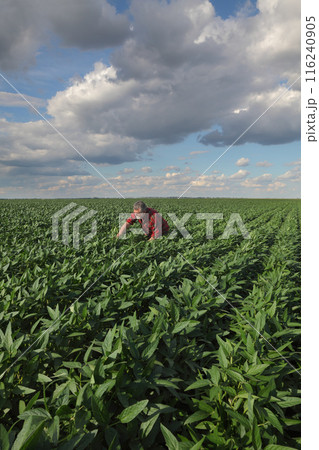 Farmer examining soy bean plants field Farmer examining soy bean plants field 116240905