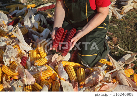 Farmer and heap of harvested corn 116240909