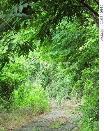 篠山遊歩道の新緑の木々に囲まれた緑のトンネル 116240949