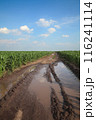 Corn field with countryroad Corn field with countryroad 116241114