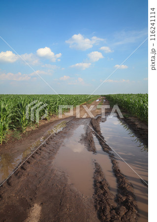 Corn field with countryroad Corn field with countryroad 116241114