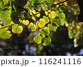 Linden tee leafs in autumn Linden tee leafs in autumn 116241116