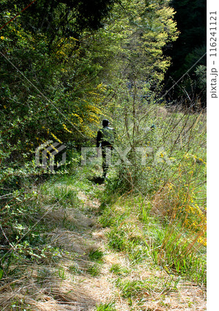 ヤマブキの咲く踏み跡を抜けて渓に向かう釣り人 116241121