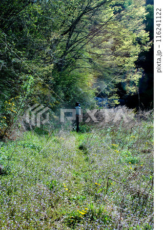 ヤマブキの咲く踏み跡を抜けて渓に向かう釣り人 ヤマブキの咲く踏み跡を抜けて渓に向かう釣り人 116241122