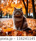 Beautiful scottish fold cat sitting in the autumn park. 116241145