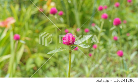 千日紅・クイズカーマイン 116241296