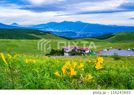 (長野県)ニッコウキスゲ、霧ヶ峰、富士山遠望、夕景 (長野県)ニッコウキスゲ、霧ヶ峰、富士山遠望、夕景 116241693