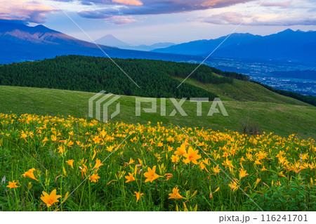 （長野県）ニッコウキスゲ、霧ヶ峰、富士山遠望、夕景 116241701