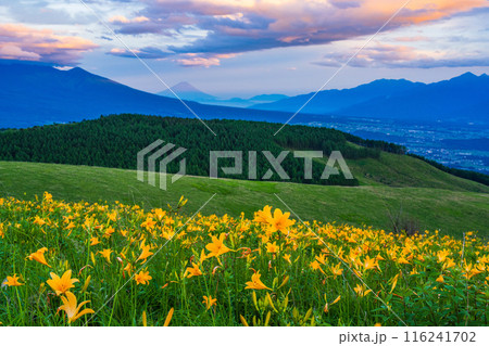 （長野県）ニッコウキスゲ、霧ヶ峰、富士山遠望、夕景 116241702