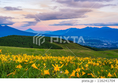 (長野県)ニッコウキスゲ、霧ヶ峰、富士山遠望、夕景 (長野県)ニッコウキスゲ、霧ヶ峰、富士山遠望、夕景 116241704