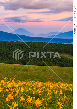 （長野県）ニッコウキスゲ咲く霧ヶ峰高原から富士山遠望・夕景 116241742