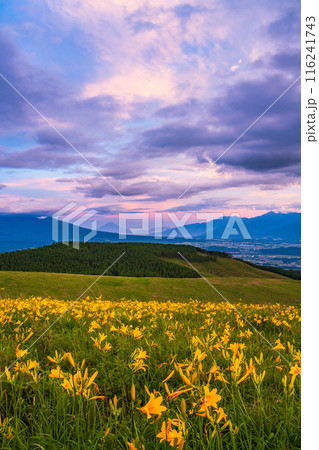 （長野県）ニッコウキスゲ咲く霧ヶ峰高原から富士山遠望・夕景 116241743