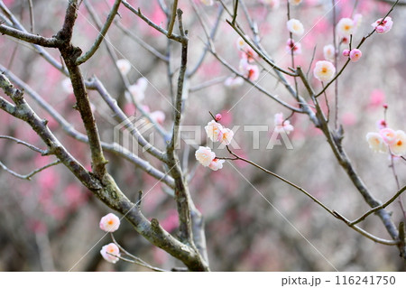 やわらか梅の花　朱鷺の舞 116241750