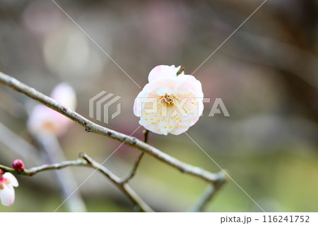 やわらか梅の花　朱鷺の舞 116241752