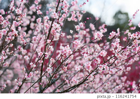 ピンクの梅の花 萩野 ピンクの梅の花 萩野 116241754