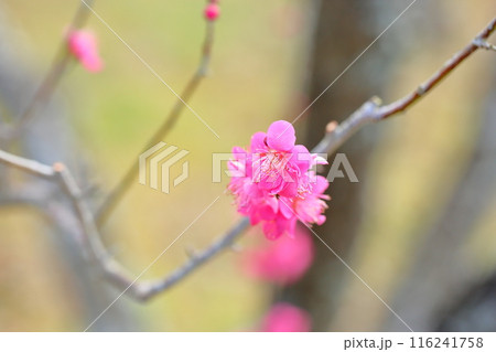 梅の花 紅千鳥 梅の花 紅千鳥 116241758