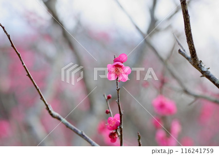 梅の花 紅千鳥 梅の花 紅千鳥 116241759