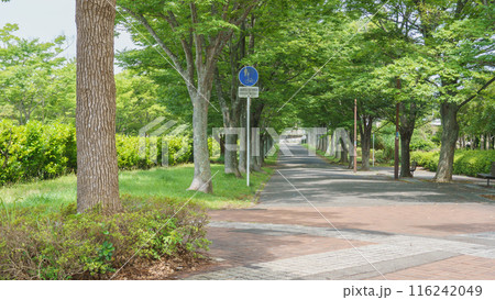 【千葉県千葉市】おゆみ野・四季の道　夏の道 116242049