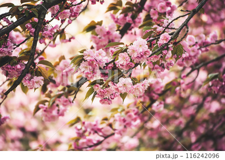 Sakura flowers blooming, spring seasonal Easter background Sakura flowers blooming, spring seasonal Easter background 116242096