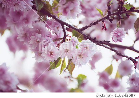 Sakura flowers blooming, spring seasonal Easter background 116242097