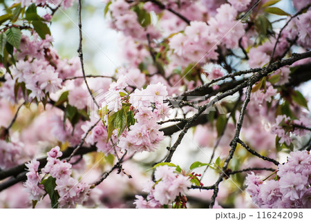 Sakura flowers blooming, spring seasonal Easter background Sakura flowers blooming, spring seasonal Easter background 116242098