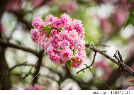 Sakura flowers blooming, spring seasonal Easter background 116242132
