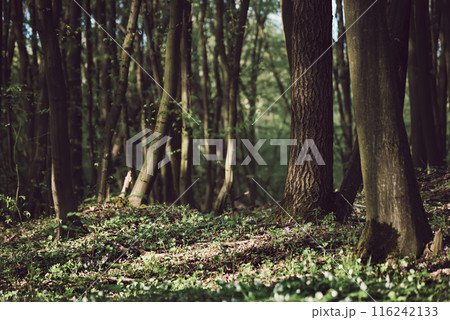 Flowering green forest with white flowers, spring nature background 116242133