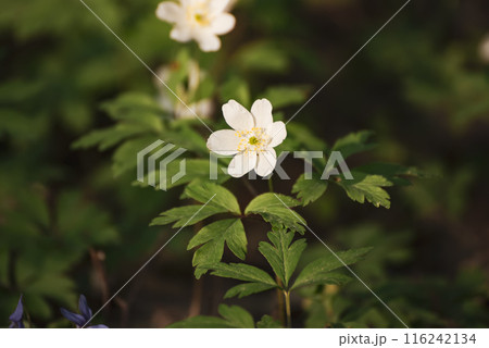 White anemone flowers growing in spring forest, natural seasonal background 116242134