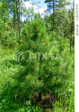 A fluffy fir among the trees in the park on a summer afternoon. 116242141