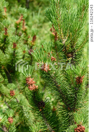Green branches of a pine tree with unformed new cones on the background of green branches. 116242143
