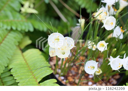 原種水仙　ナルキサス　カンタブリクスの花 116242209