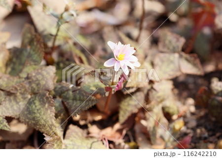 早春の花　ユキワリイチゲ 116242210
