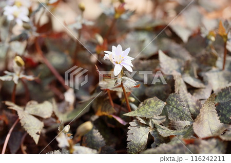 早春の花　ユキワリイチゲ 116242211