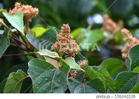 アカメガシワの花 116242226