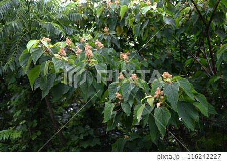 アカメガシワの花 116242227